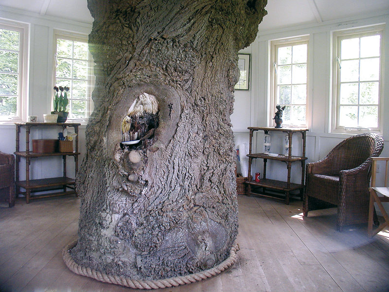 A casa (sull'albero) con la liana