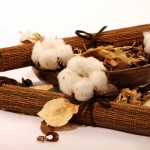 Il cotone organico