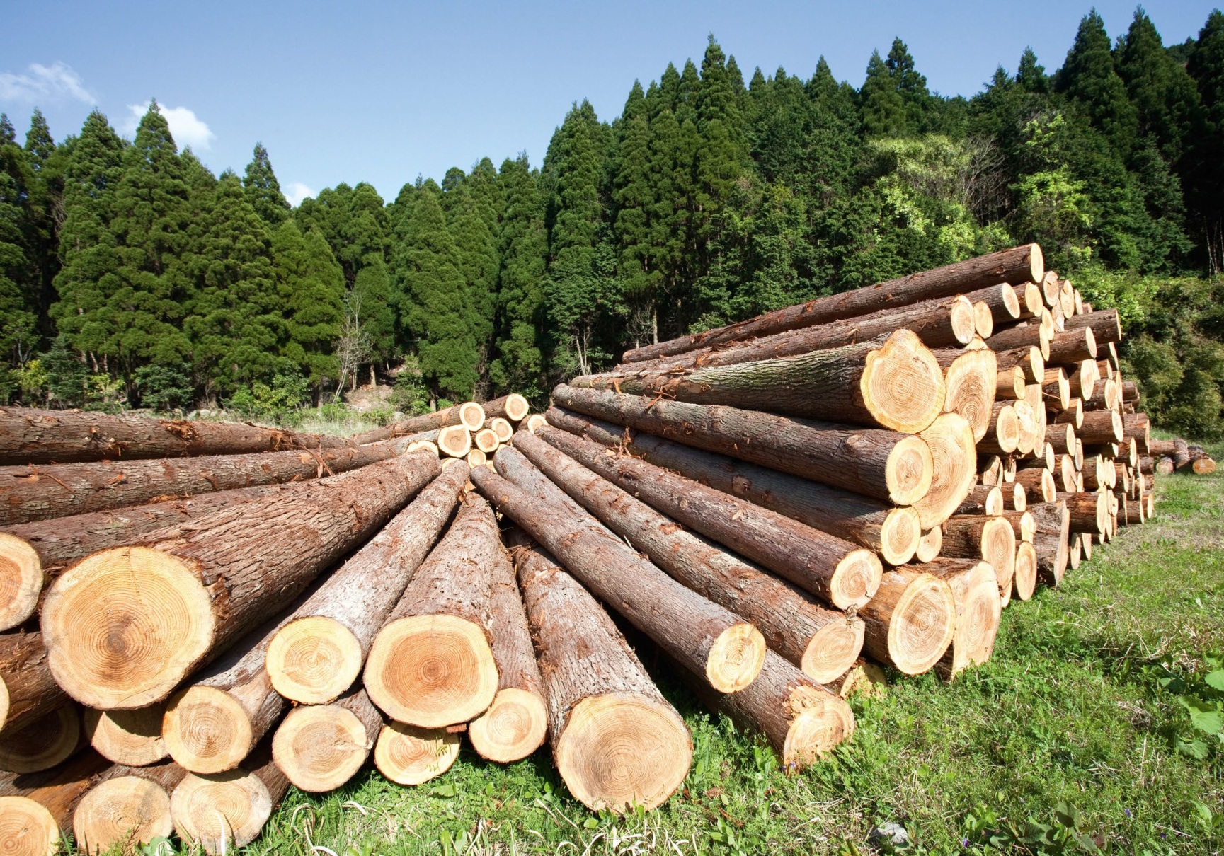 Legno italiano: una risorsa trascurata