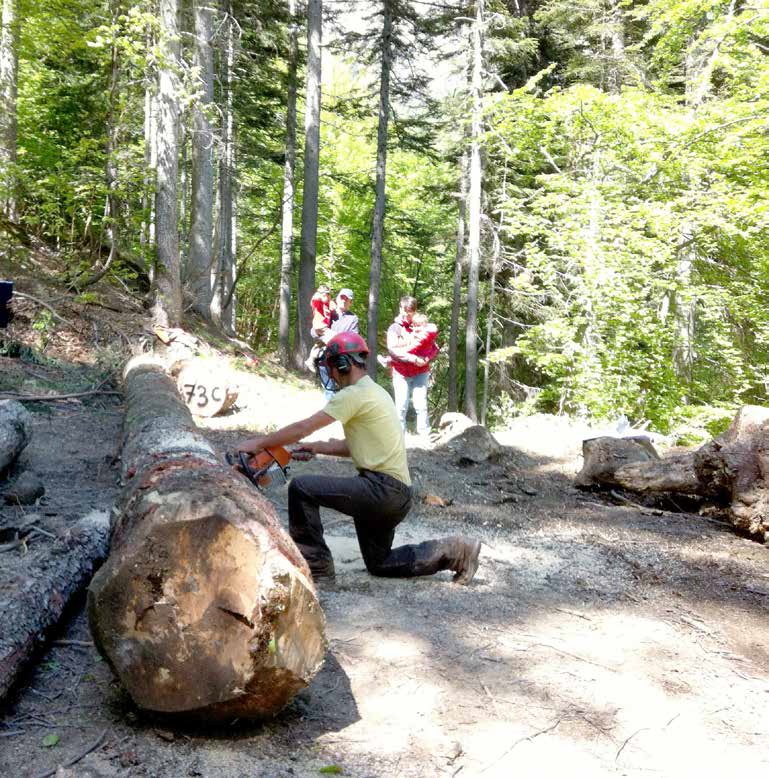 Scegliere il legno della tua casa