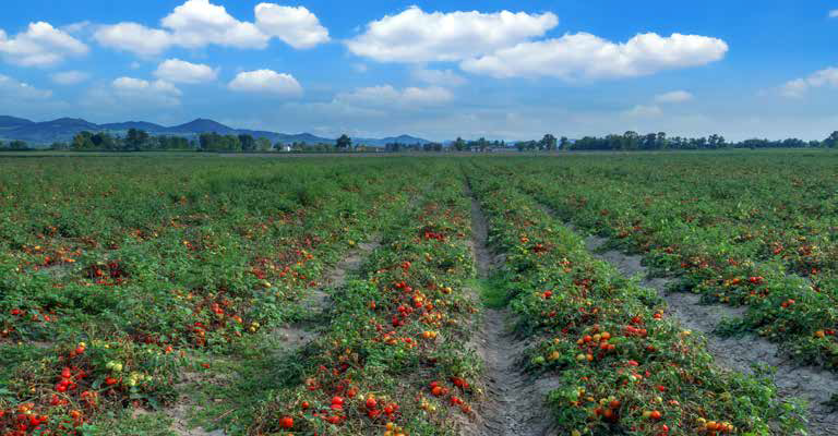 coltivazione pomodori resistenti alla siccità | Tomres