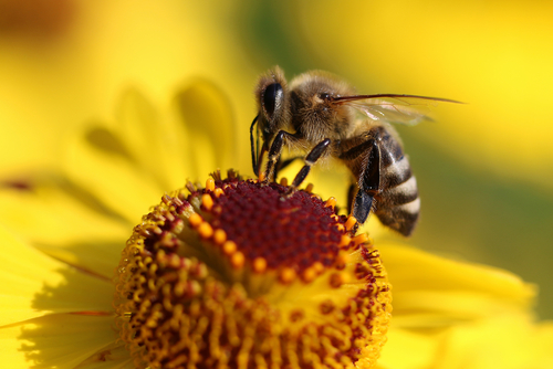 api e pesticidi