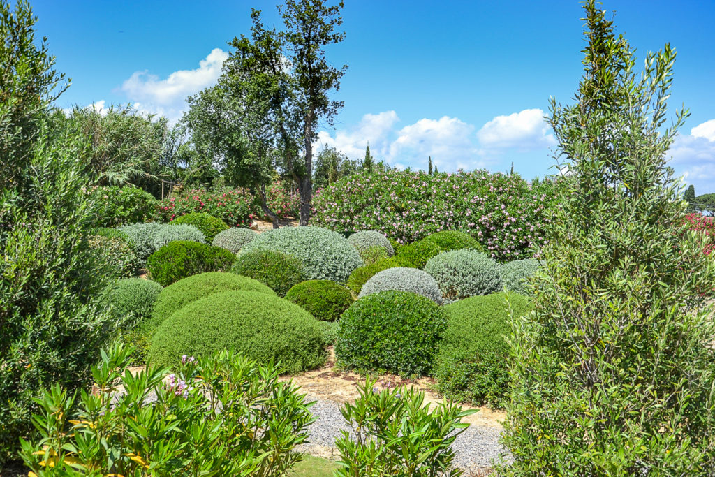 Giardinaggio sostenibile: l'aridocoltura come soluzione