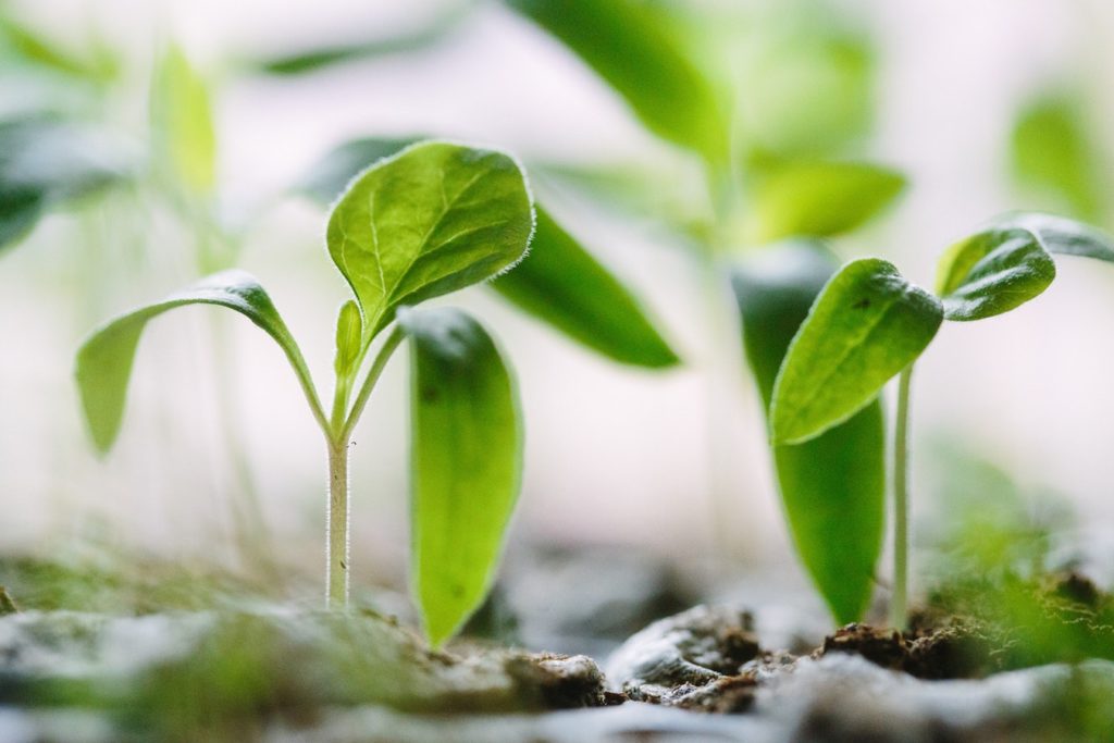 Tutti i segreti per un giardino ecosostenibile