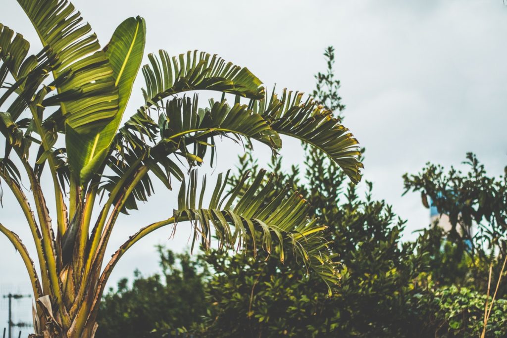 Tutti i segreti per un giardino ecosostenibile