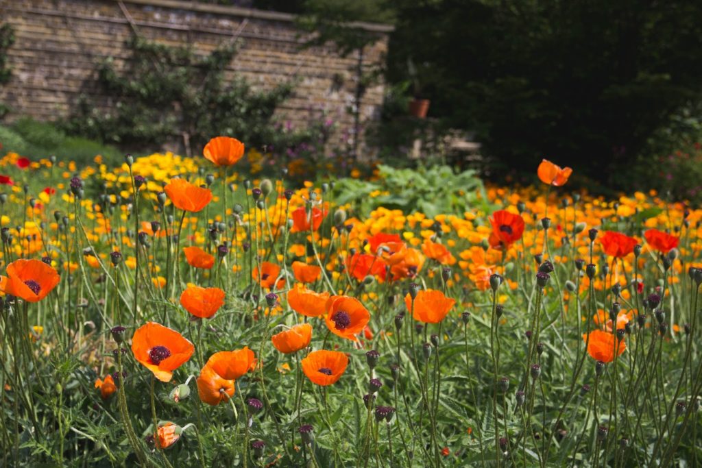 Tutti i segreti per un giardino ecosostenibile