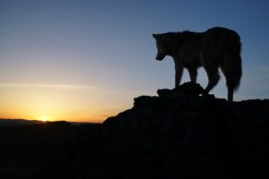 Riscoprire la montagna: CinemAmbiente in Valchiusella