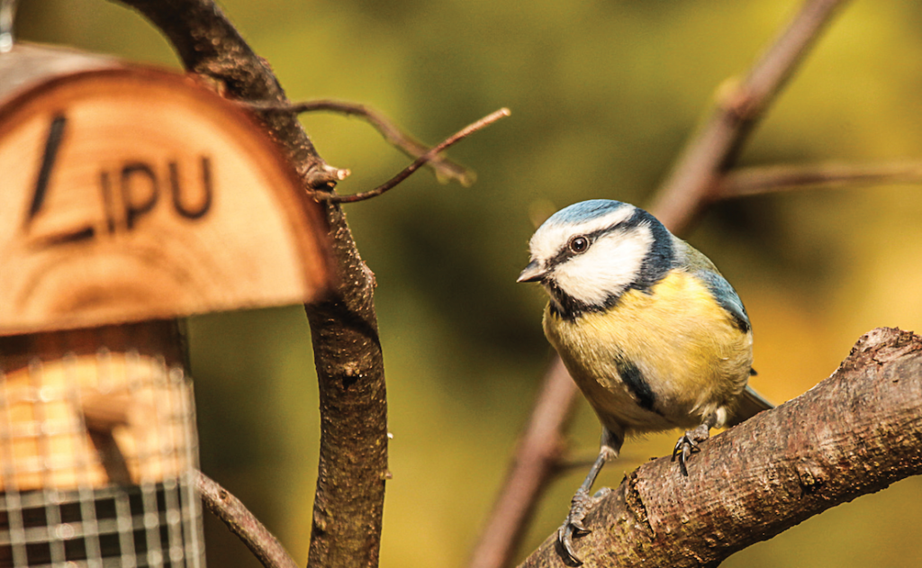 Birdgardening: l'importanza dei nidi in città