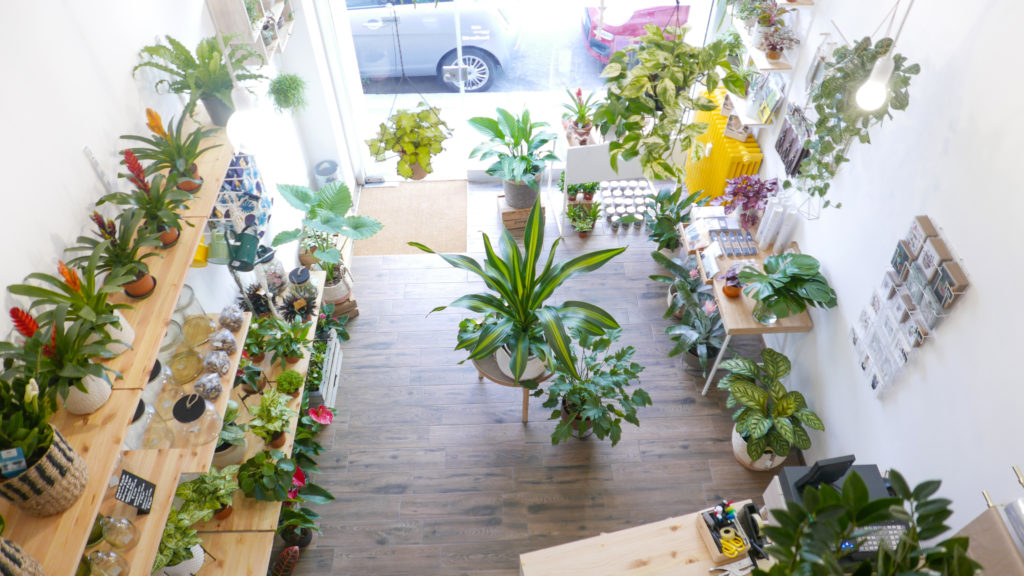 Houseplant boutique: a Milano la prima d'Italia