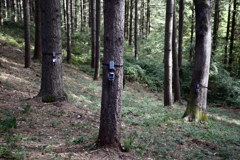 In Umbria, la foresta parlante comunica lo stato di salute degli alberi