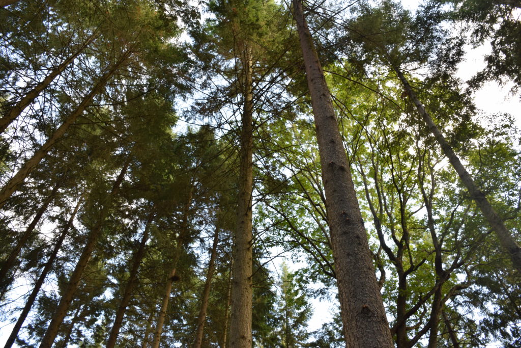 Trace: sistema per monitorare la salute degli alberi | foresta parlante