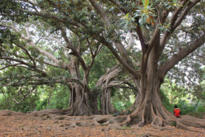 turismo arboreo | scoprire la natura