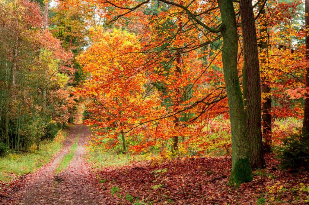 Turismo arboreo: passeggiare nel verde | paesaggio autunnale