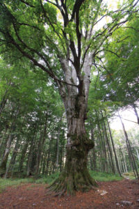 turismo arboreo | passeggiare nella natura