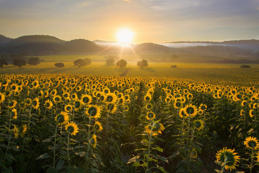 Girasoli alimentati dall'energia solare