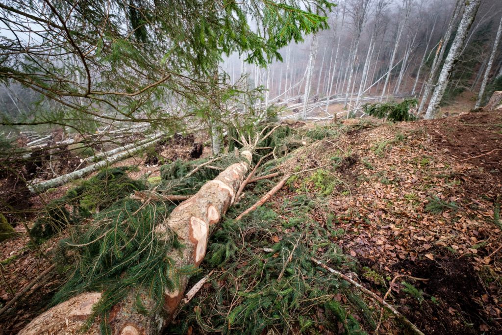 foresta abbattuta | valore al legno