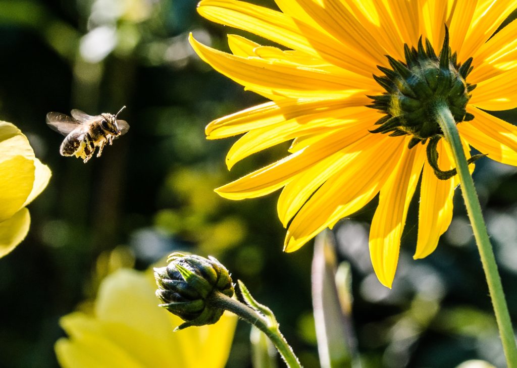 Le api impollinano i fiori e garantiscono la biodiversità