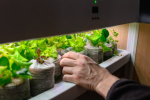 OGarden Smart: il raccolto di un vero orto direttamente in casa