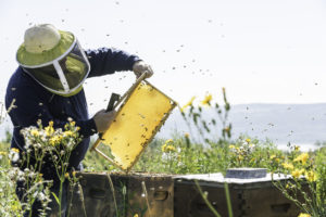 apicoltore al lavoro | api | giornata mondiale delle api e dell'apicoltura