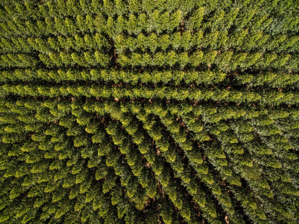 Piantiamo gli alberi (ma con giudizio)