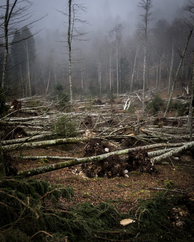 Vaia: che fine ha fatto il legno?