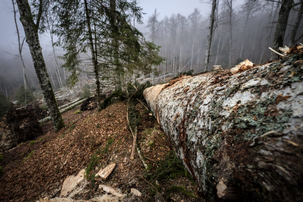 Vaia: che fine ha fatto il legno?