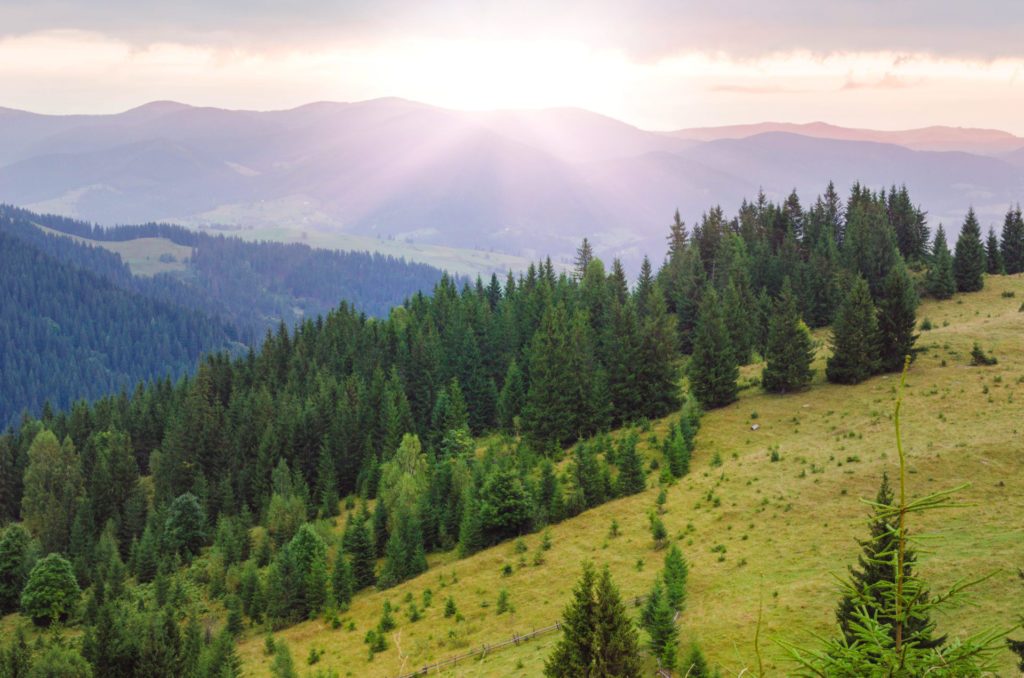 Aumenta il bosco, non la biodiversità