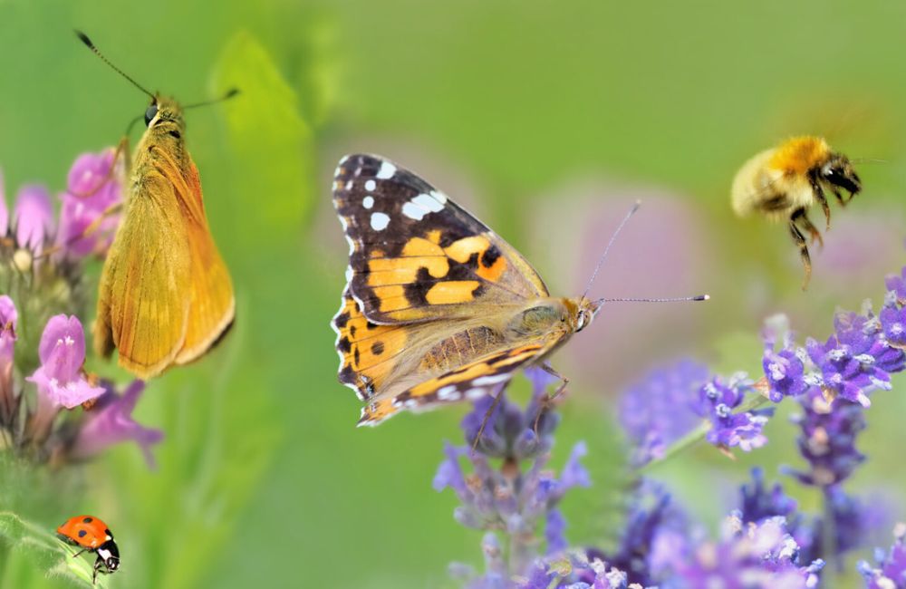 Giornata Mondiale della Biodiversità, come custodire gli ecosistemi naturali