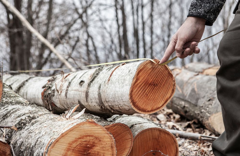 Dalla foresta al consumatore