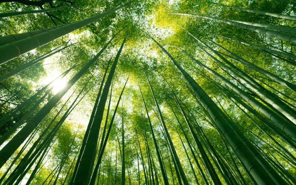 Fibre dal bambù