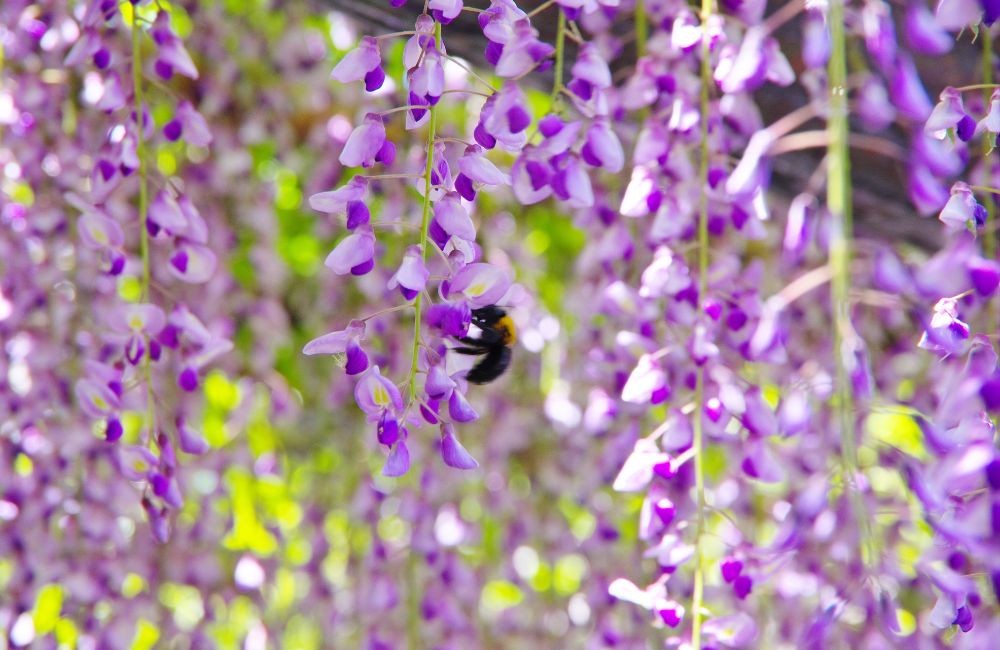 Outdoor e impollinatori