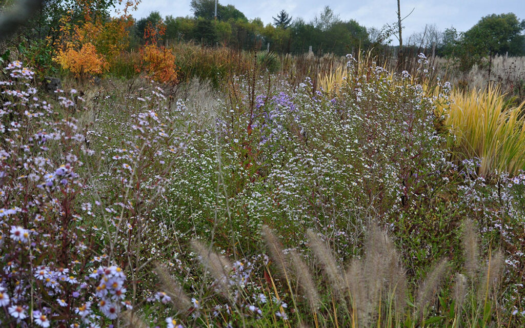 Biodiversità, natura in giardino