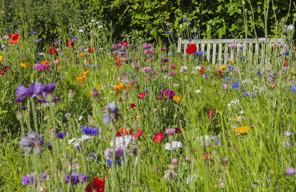 Biodiversità, natura in giardino