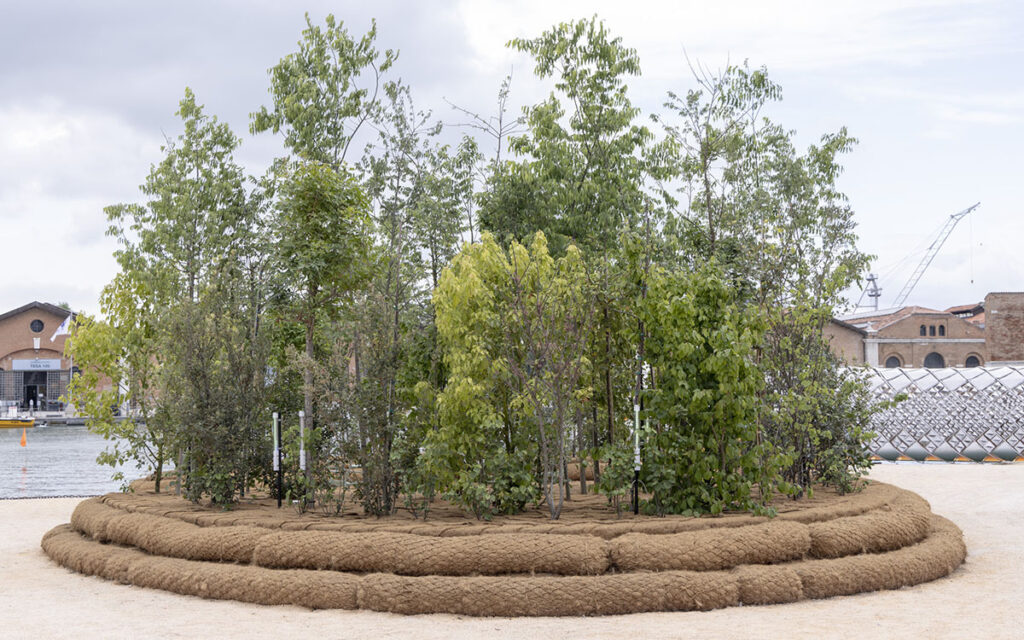 Biennale di Venezia 2025. Dettaglio della foresta urbana Cool Forest