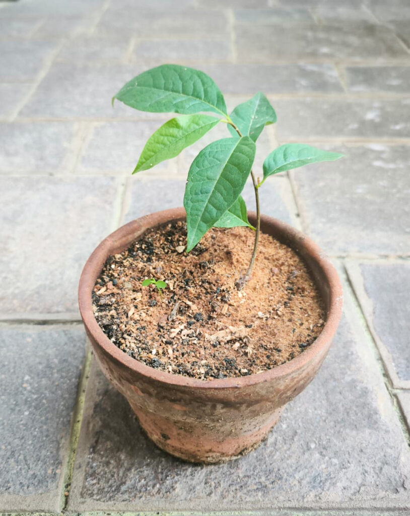 Agrumi: coltivarli, moltiplicarli, scoprirli