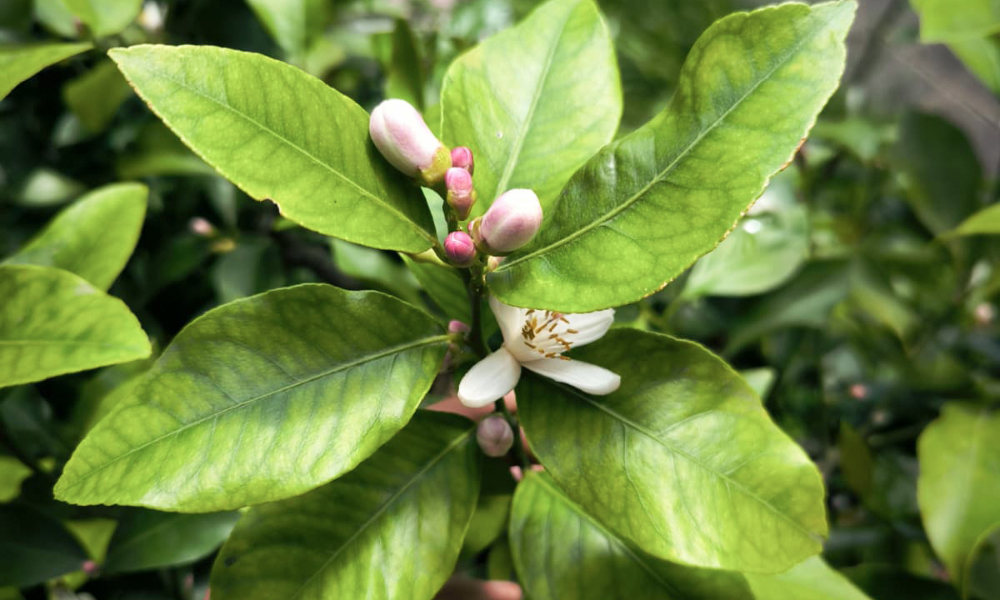 Bellezza e produttività tutto l'anno