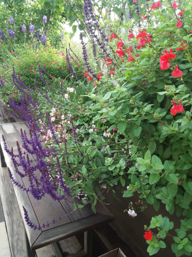 La festa segreta dei fiori